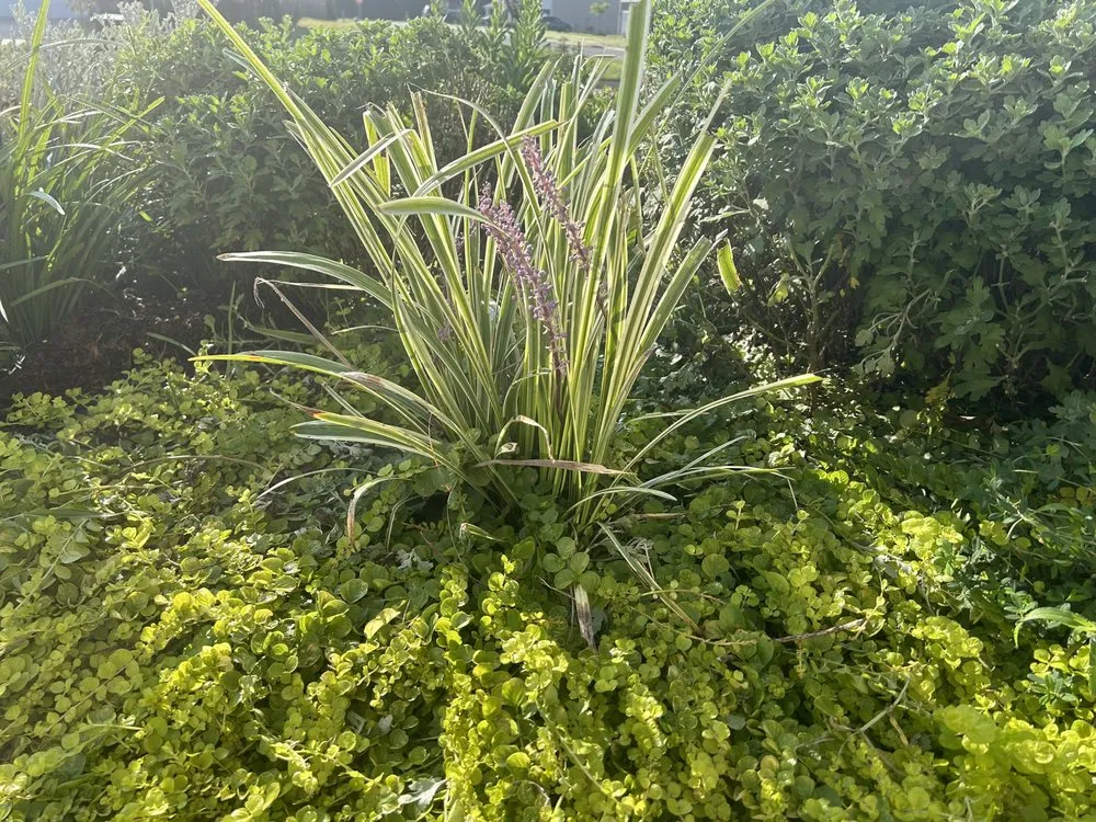 Top-rated residential landscaping for residential properties in Burlington, NC by DeSalvo Tree and Landscaping