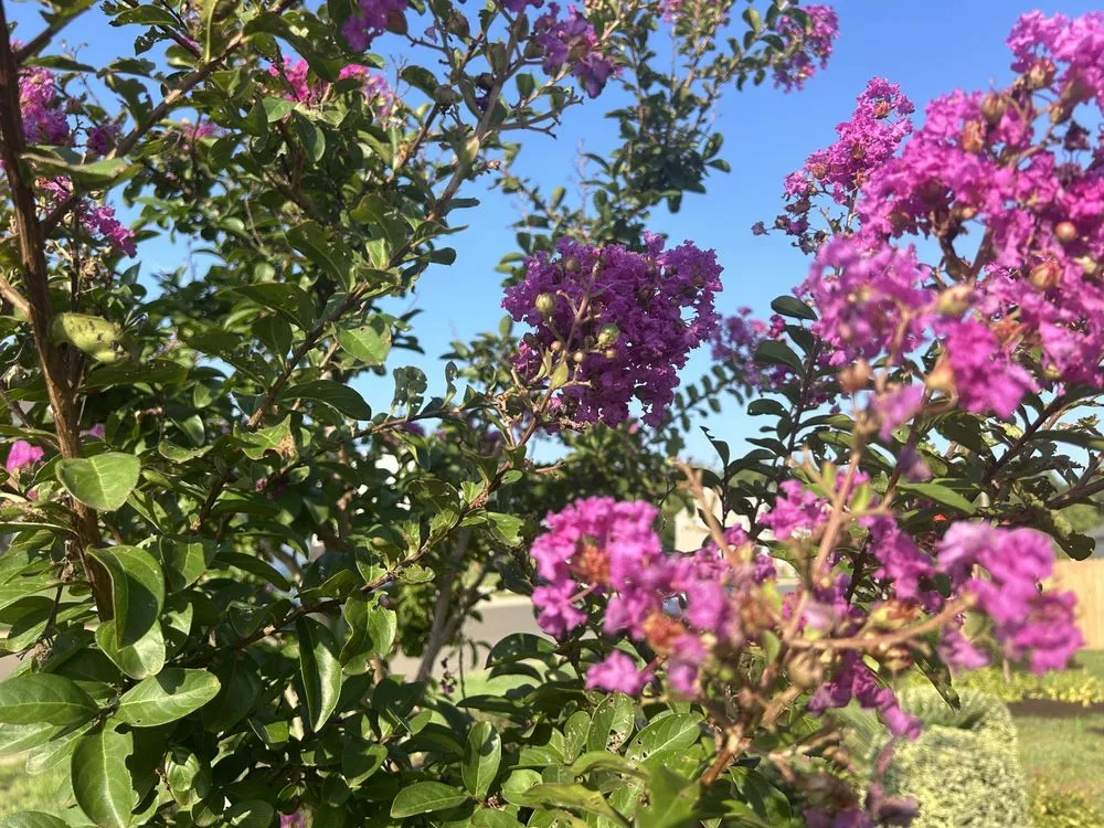 Top-rated landscape installation for homes across Burlington, NC - DeSalvo Tree and Landscaping