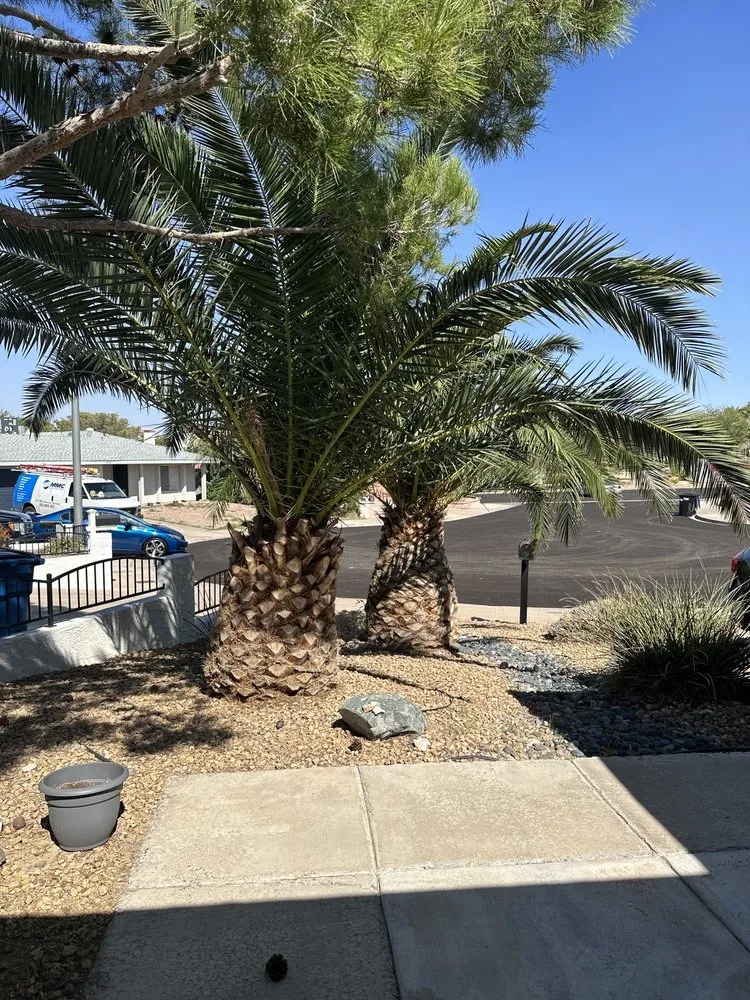 Expert lawn care service with custom design in Las Vegas, NV by DeSantiago Landscape Services