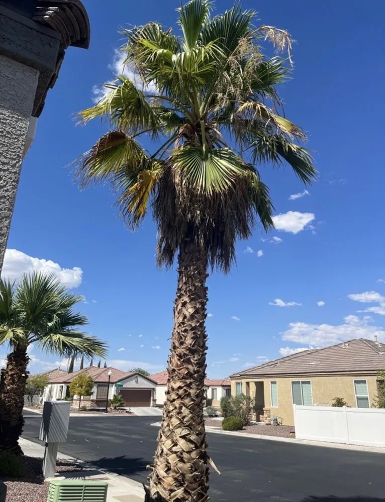 Affordable landscape installation in Las Vegas, NV - DeSantiago Landscape Services