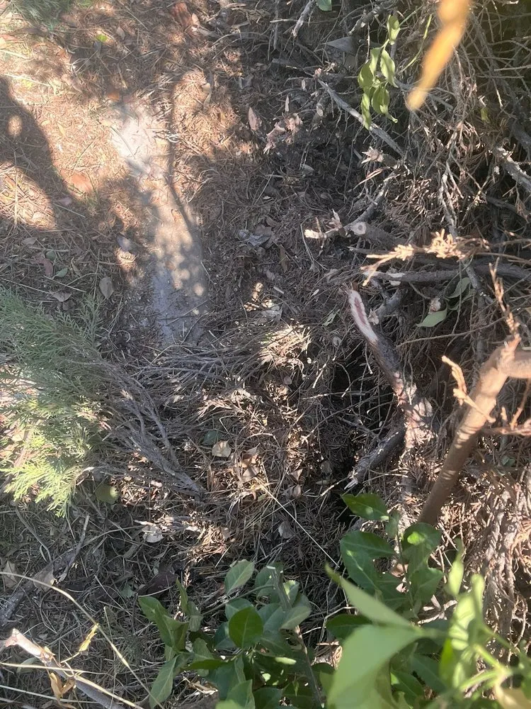 Top-rated yard maintenance in Las Vegas, NV by DeSantiago Landscape Services