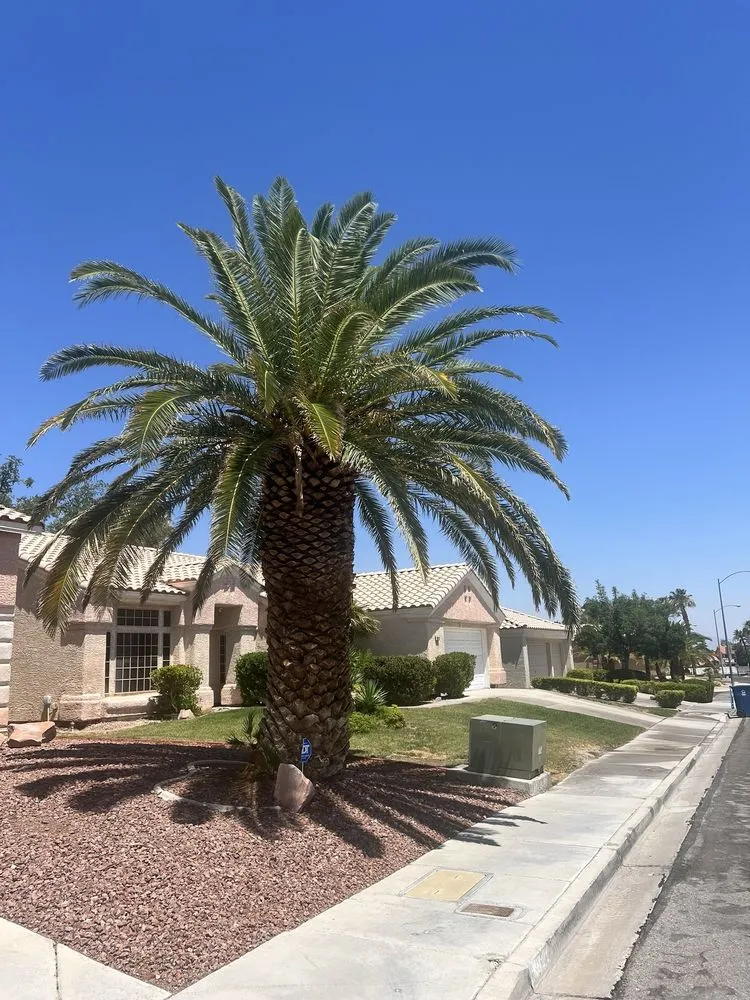 Local lawn care service near you across Las Vegas, NV - DeSantiago Landscape Services