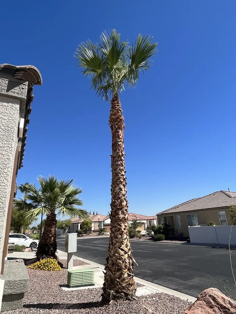 Professional landscape installation experts serving Las Vegas, NV - DeSantiago Landscape Services