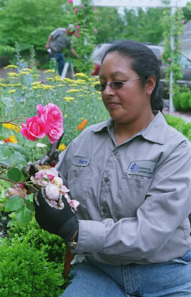 Affordable lawn care service experts serving Salem, OR - DeSantis Landscapes