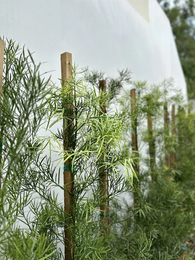 Local outdoor landscaping with custom design across Chino Hills, CA - Descanso Landscaping