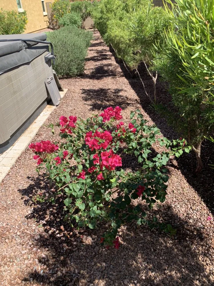 Affordable lawn mowing service in Phoenix, AZ by Descendants Landscaping