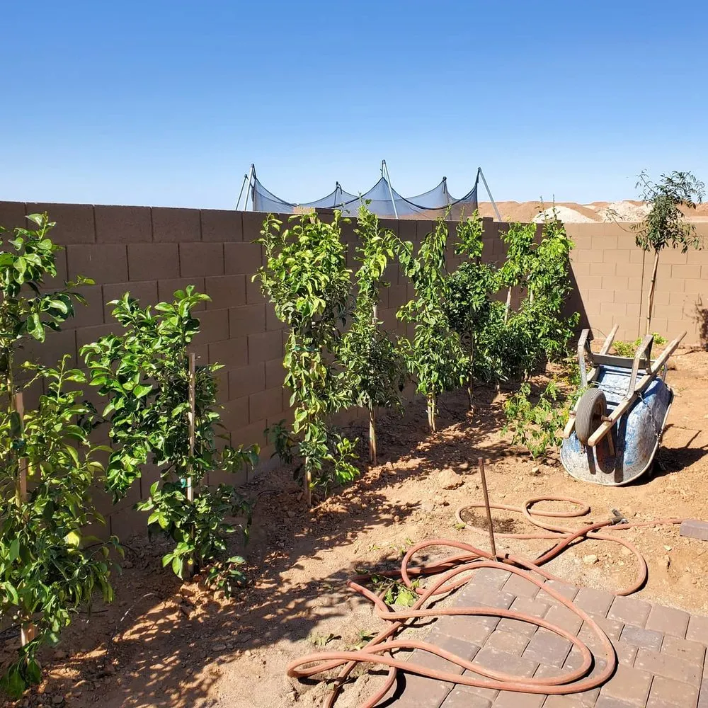 Custom yard cleanup service in Phoenix, AZ - Desert Bloom Hardscaping