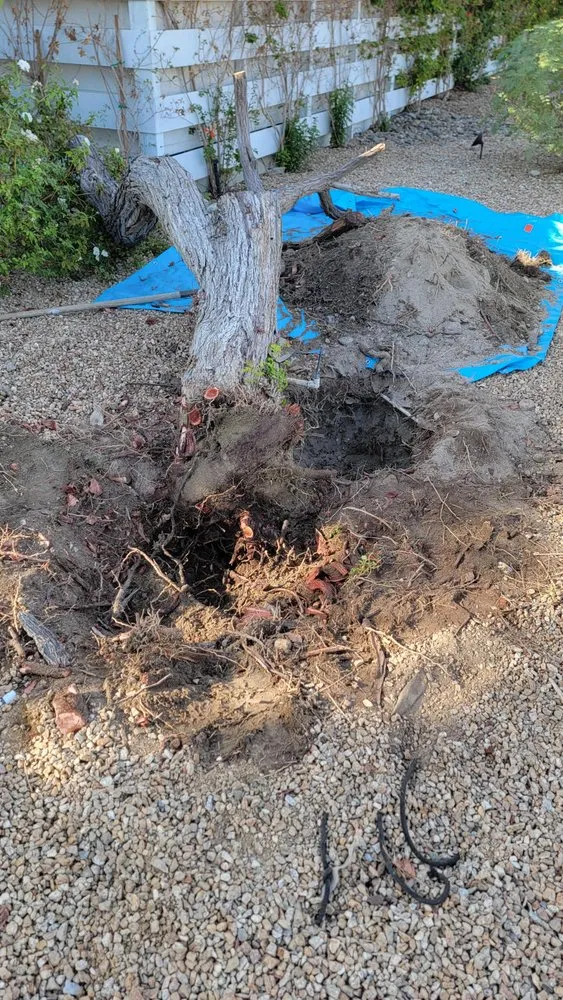 Trusted garden landscaping near you across Cathedral City, CA - Desert Bloom Landscape