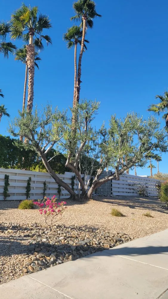 Top-rated landscape design in Cathedral City, CA by Desert Bloom Landscape