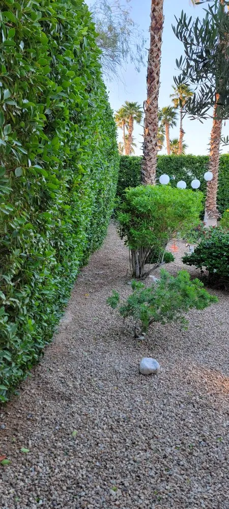 Expert yard cleanup service for beautiful yards across Cathedral City, CA - Desert Bloom Landscape