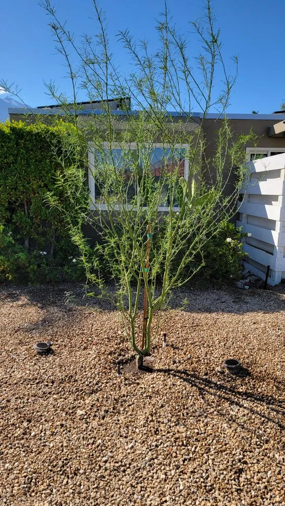 Professional landscape design for residential properties in Cathedral City, CA by Desert Bloom Landscape