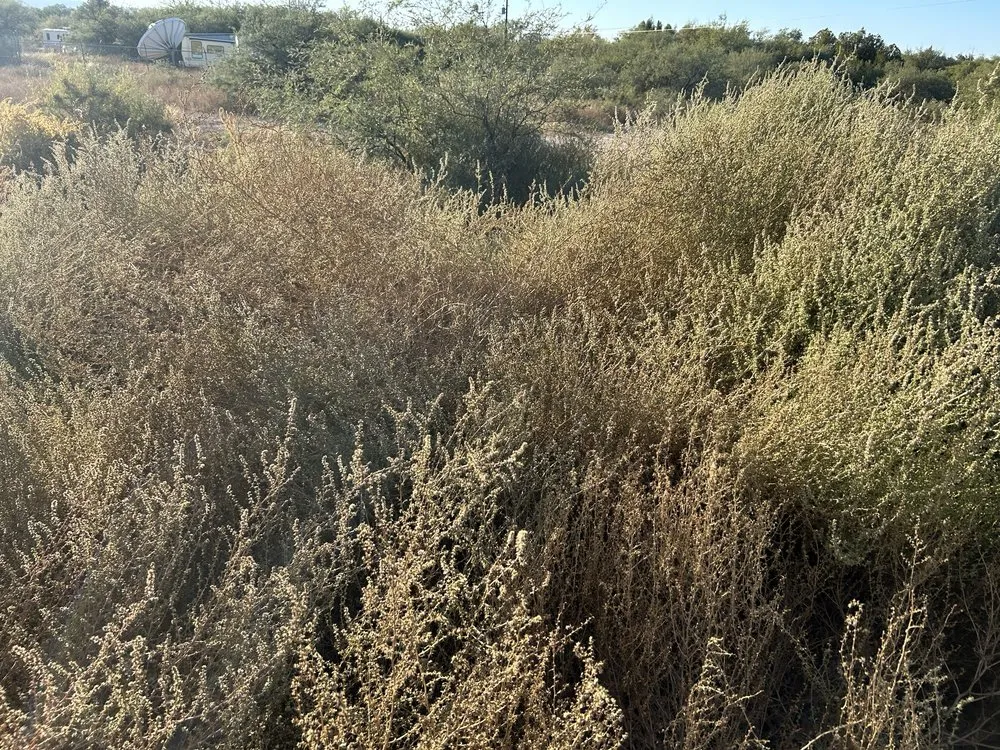 Affordable lawn mowing service in Saint David, AZ - Desert Bloom Oasis Landscaping