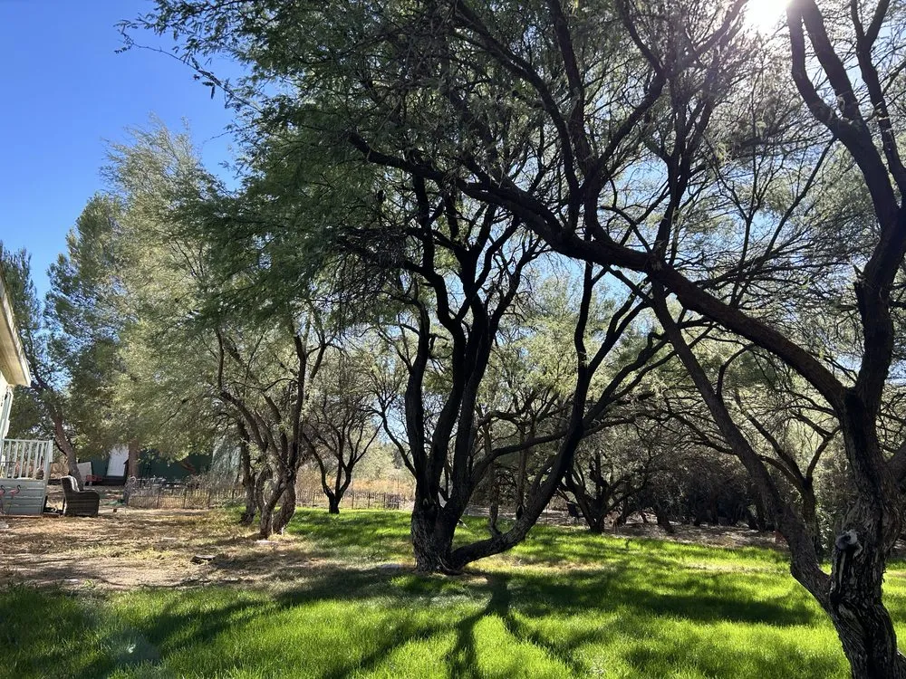 Custom outdoor landscaping for residential properties in Saint David, AZ by Desert Bloom Oasis Landscaping