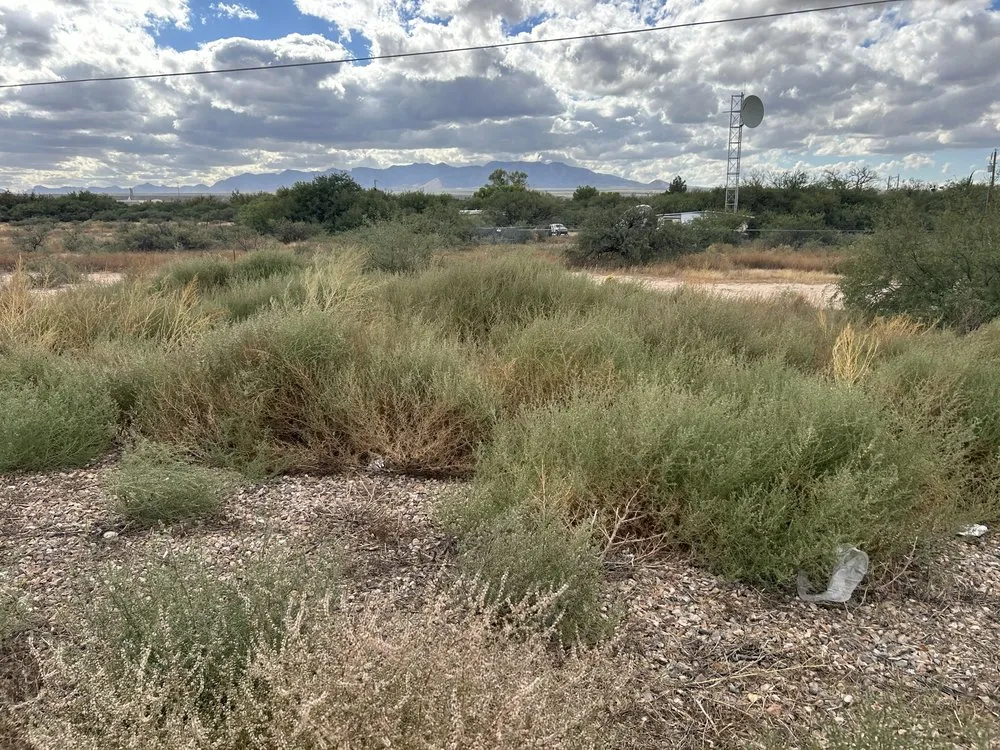 Expert yard maintenance experts serving Saint David, AZ - Desert Bloom Oasis Landscaping