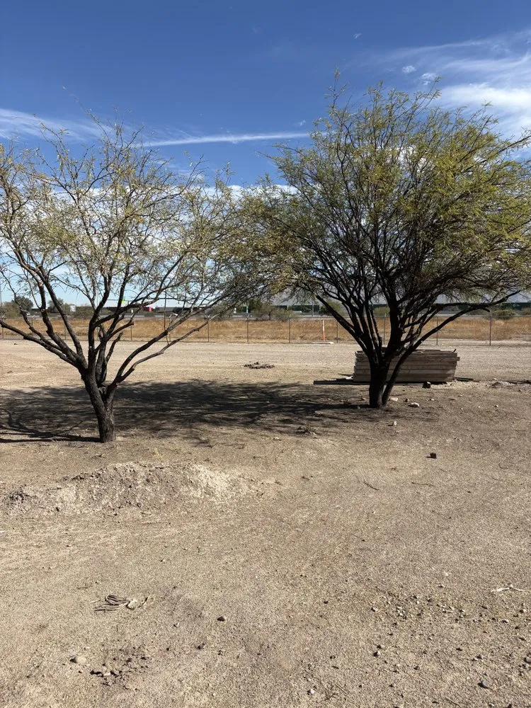 Expert yard cleanup service experts serving Tucson, AZ - Desert Broom Landscape