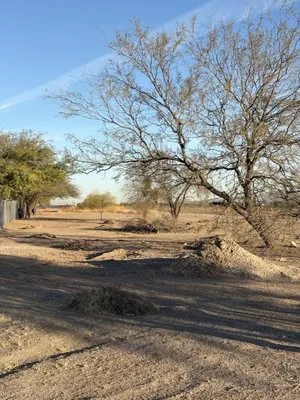 Desert Broom Landscape Logo