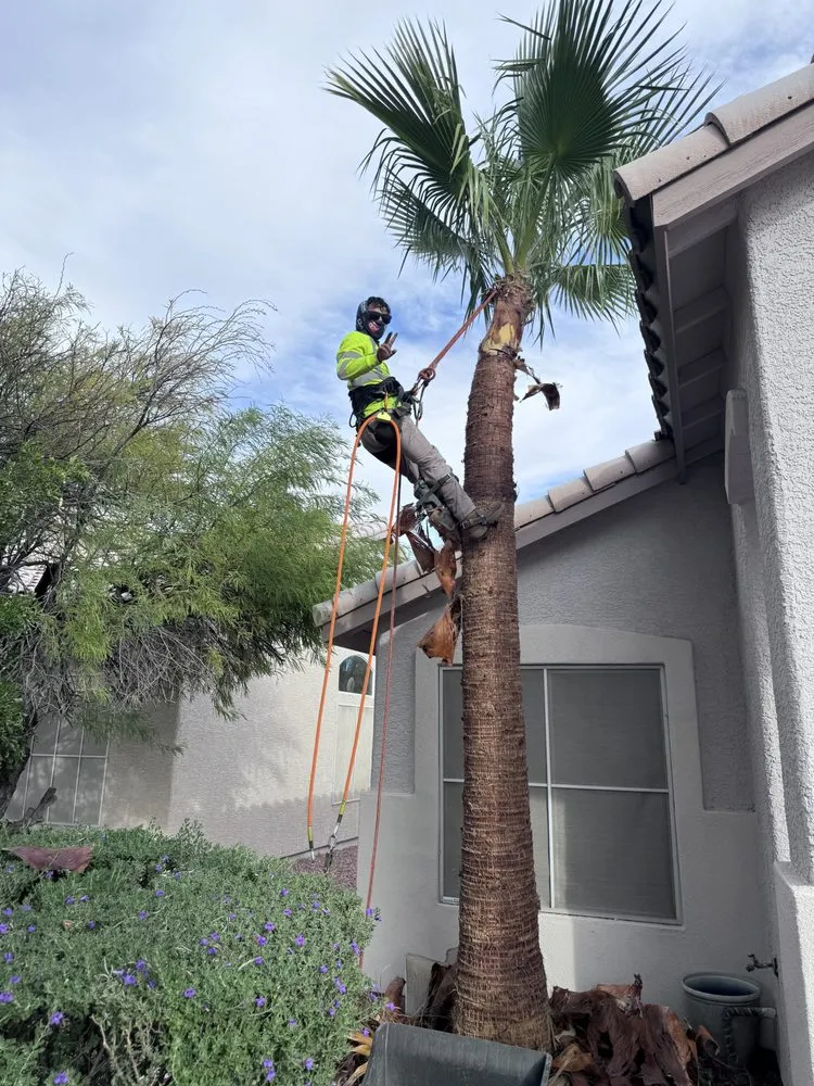 Reliable landscape design experts serving Las Vegas, NV - Desert Cacti Landscaping