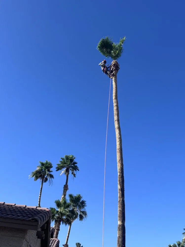 Affordable yard maintenance for residential properties in Las Vegas, NV by Desert Cacti Landscaping