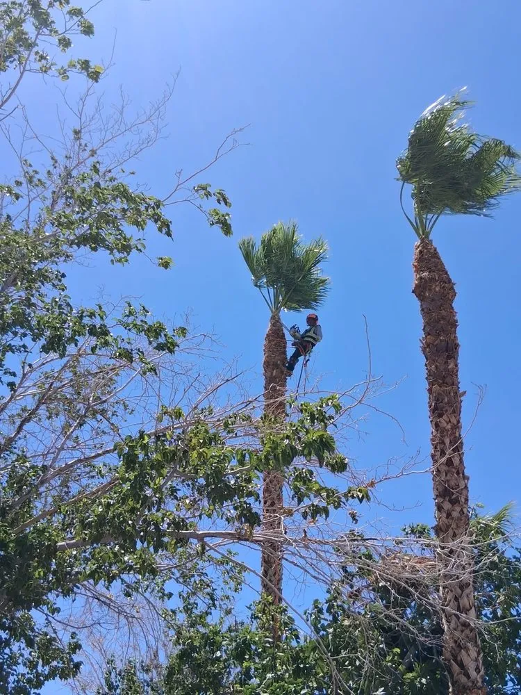 Affordable yard maintenance in Las Vegas, NV - Desert Cacti Landscaping