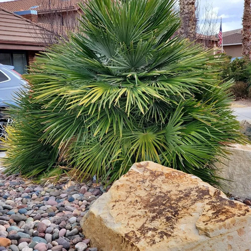Professional yard cleanup service in Hurricane, UT by Desert Canvas Lawn & Property