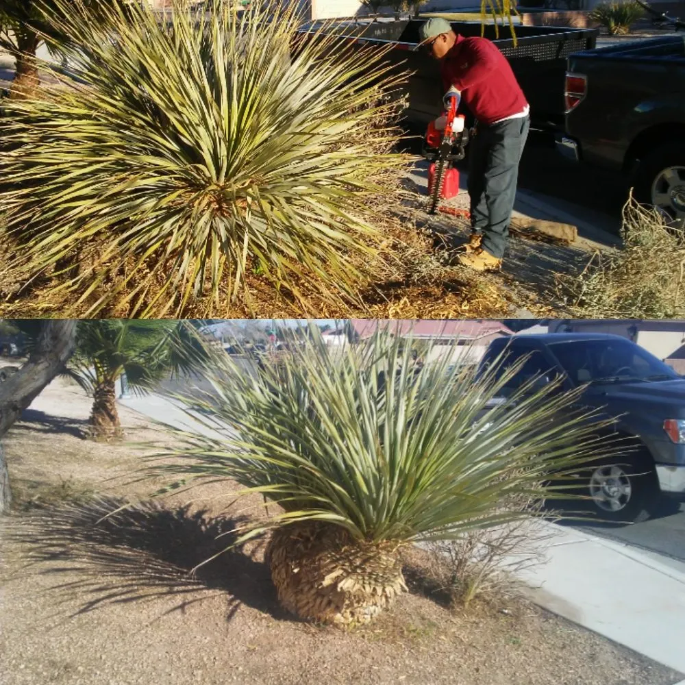 Affordable landscaping services with custom design across Las Vegas, NV - Desert Canyon Landscaping