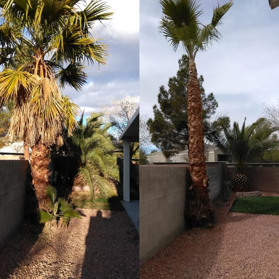 Top-rated lawn mowing service in Las Vegas, NV by Desert Canyon Landscaping