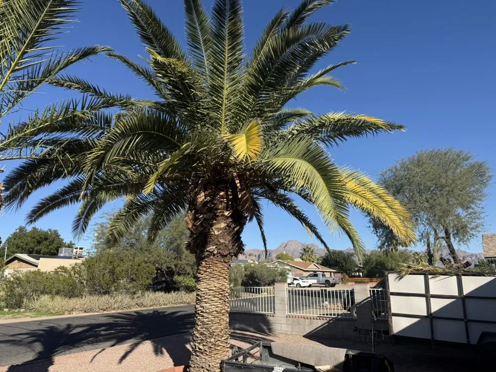 Expert landscaping services for homes across Apache Junction, AZ - Desert Clean Solutions