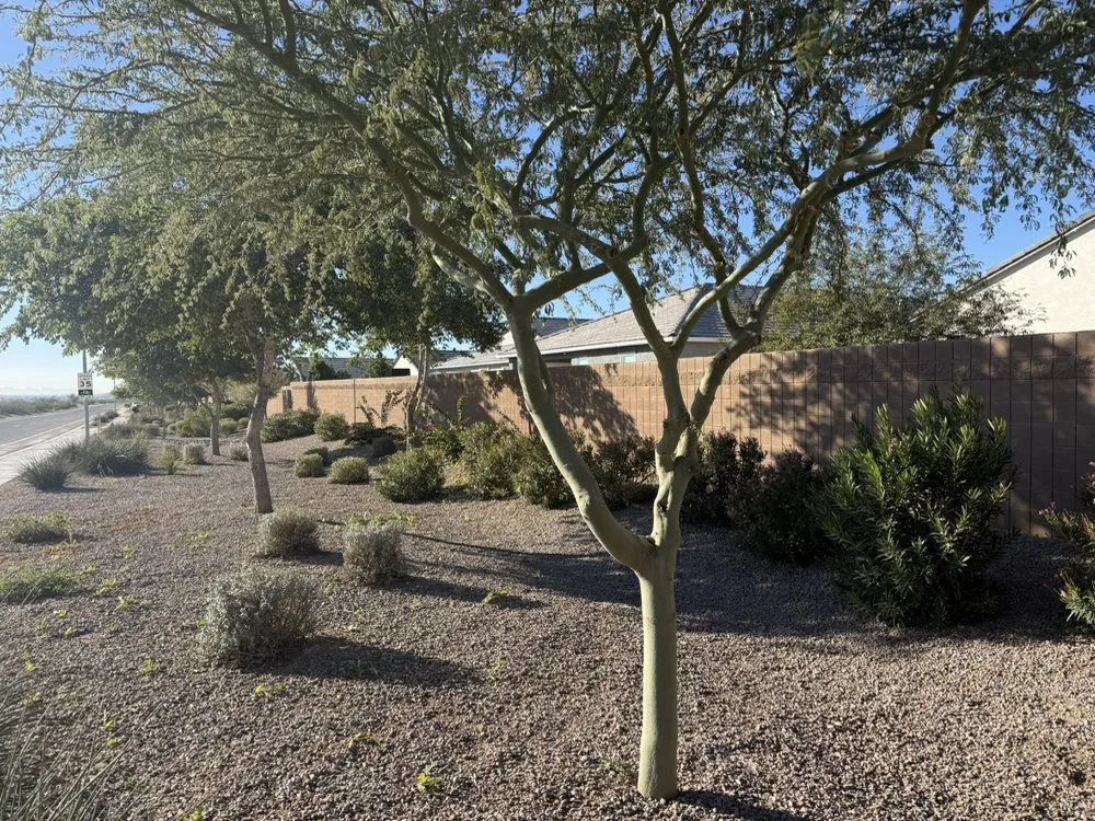 Custom lawn care service in Apache Junction, AZ by Desert Clean Solutions