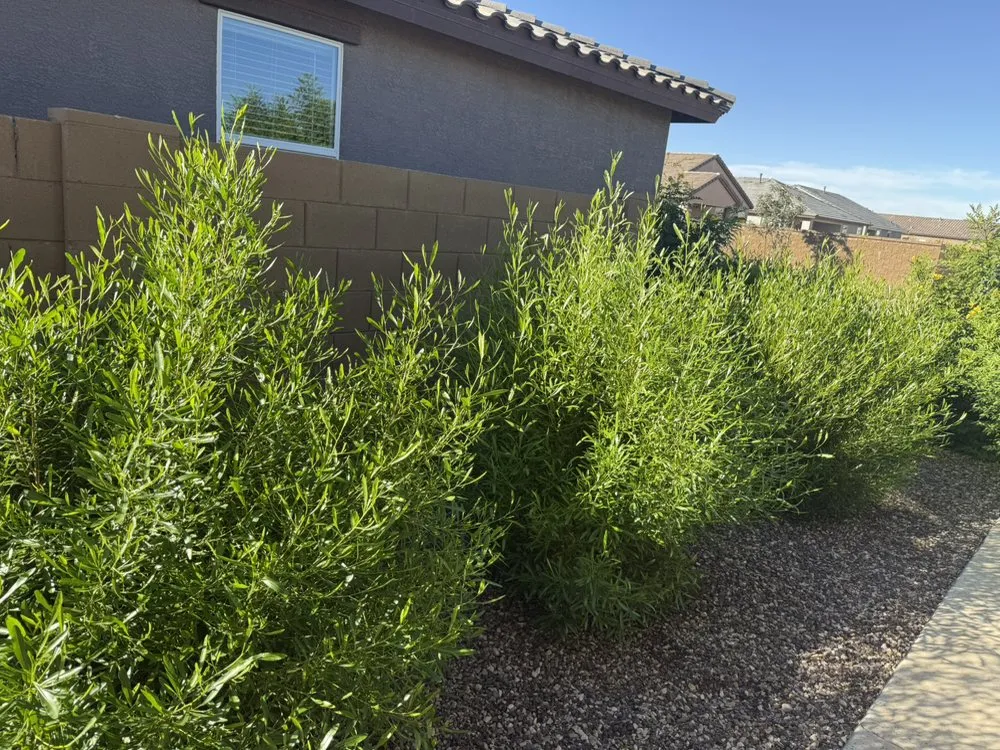 Top-rated residential landscaping in Apache Junction, AZ - Desert Clean Solutions