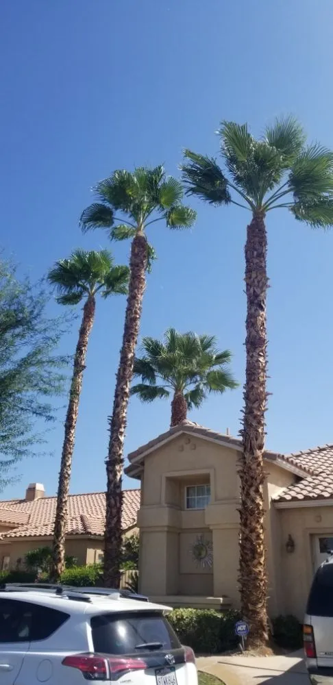 Reliable landscape design experts serving Palm Springs, CA - Desert Design & Landscape