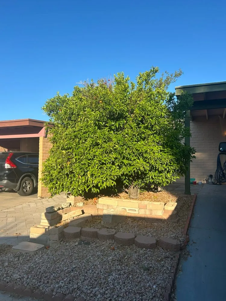 Expert yard cleanup service in Tucson, AZ by Desert Dream