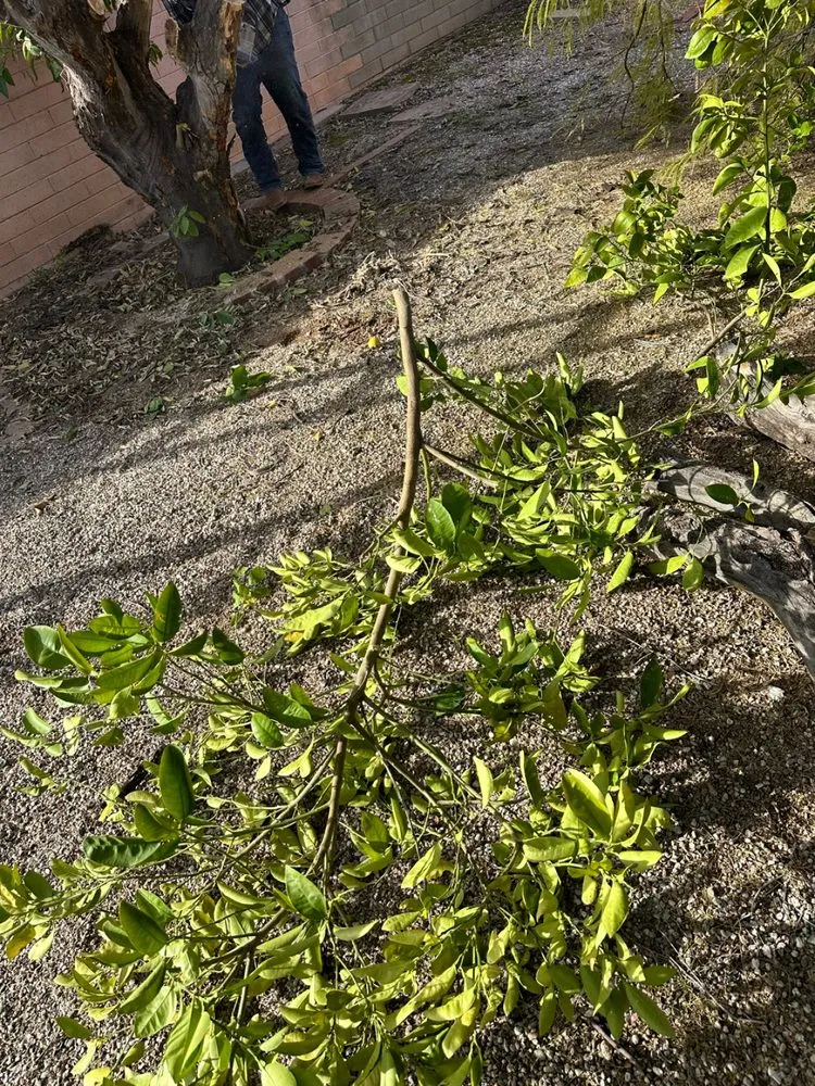 Professional landscaping services for outdoor upgrades across Tucson, AZ - Desert Dream