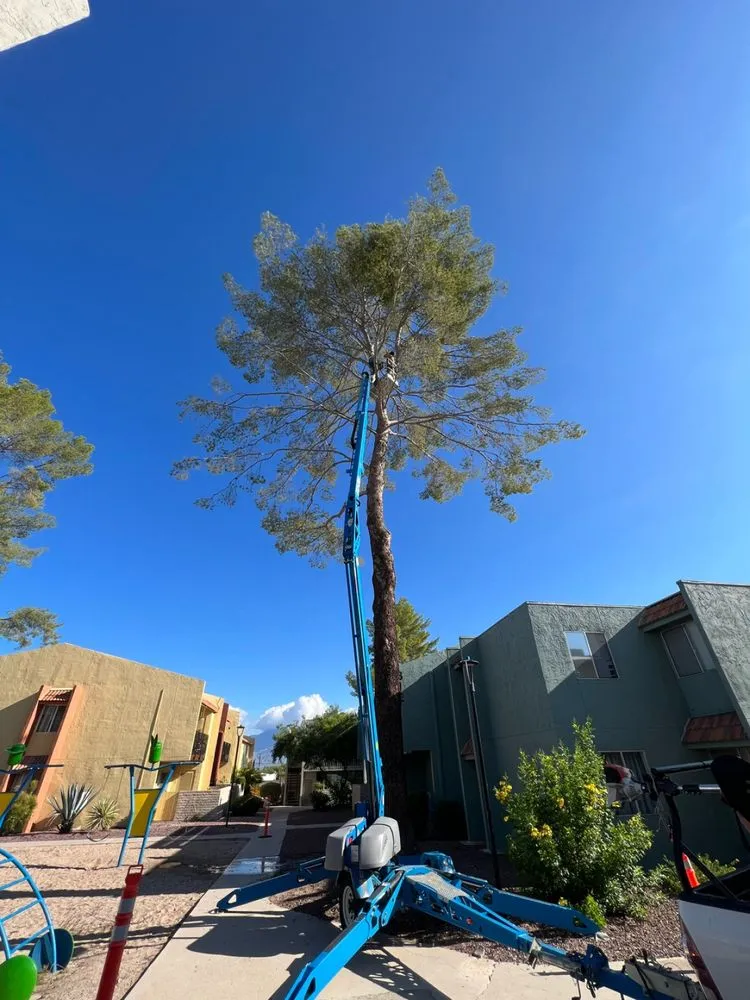 Reliable lawn mowing service for beautiful yards across Tucson, AZ - Desert Dream