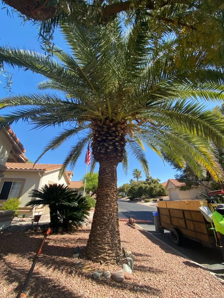 Top-rated lawn mowing service for year-round maintenance across Tucson, AZ - Desert Dream