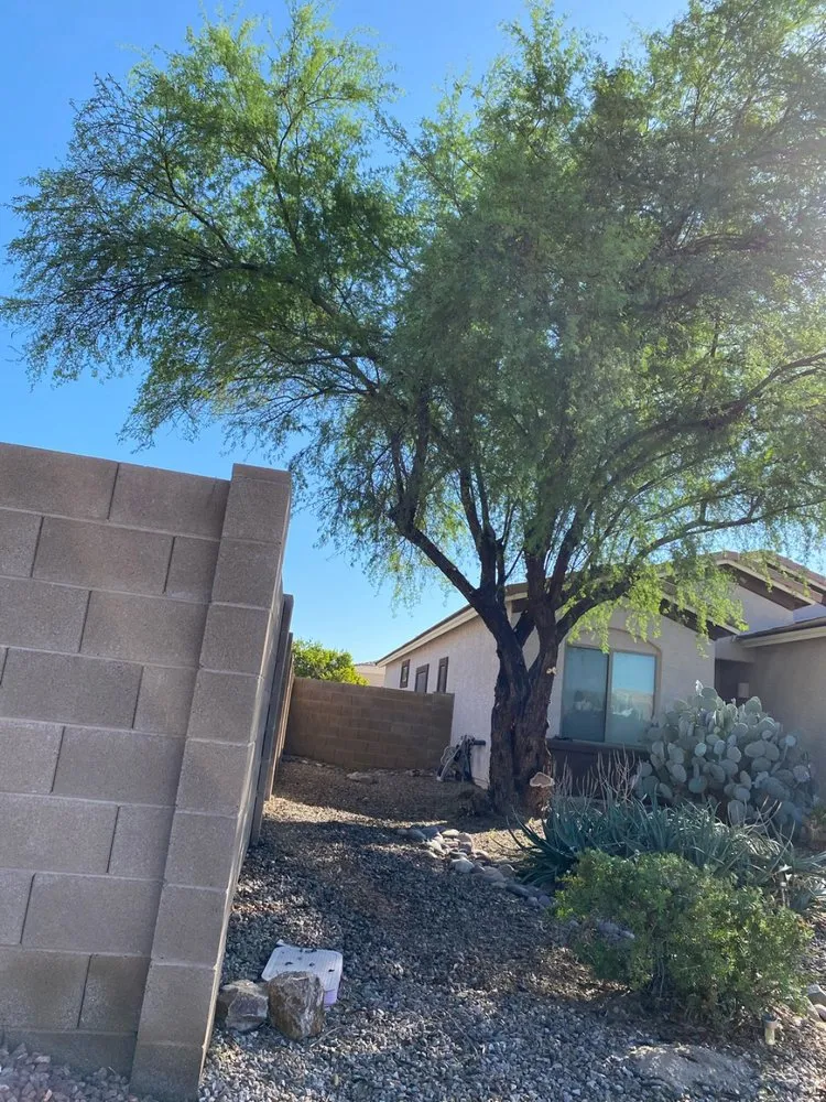 Affordable yard cleanup service for outdoor upgrades across Tucson, AZ - Desert Dream