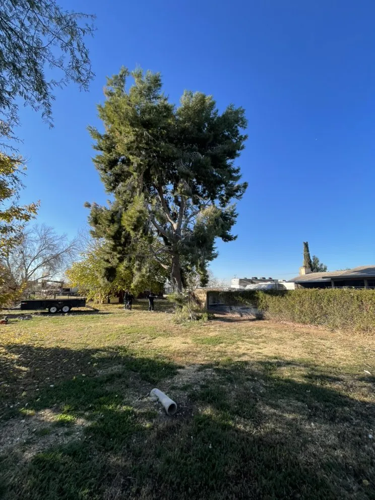 Local yard cleanup service for outdoor upgrades in Peoria, AZ by Desert Dreamco