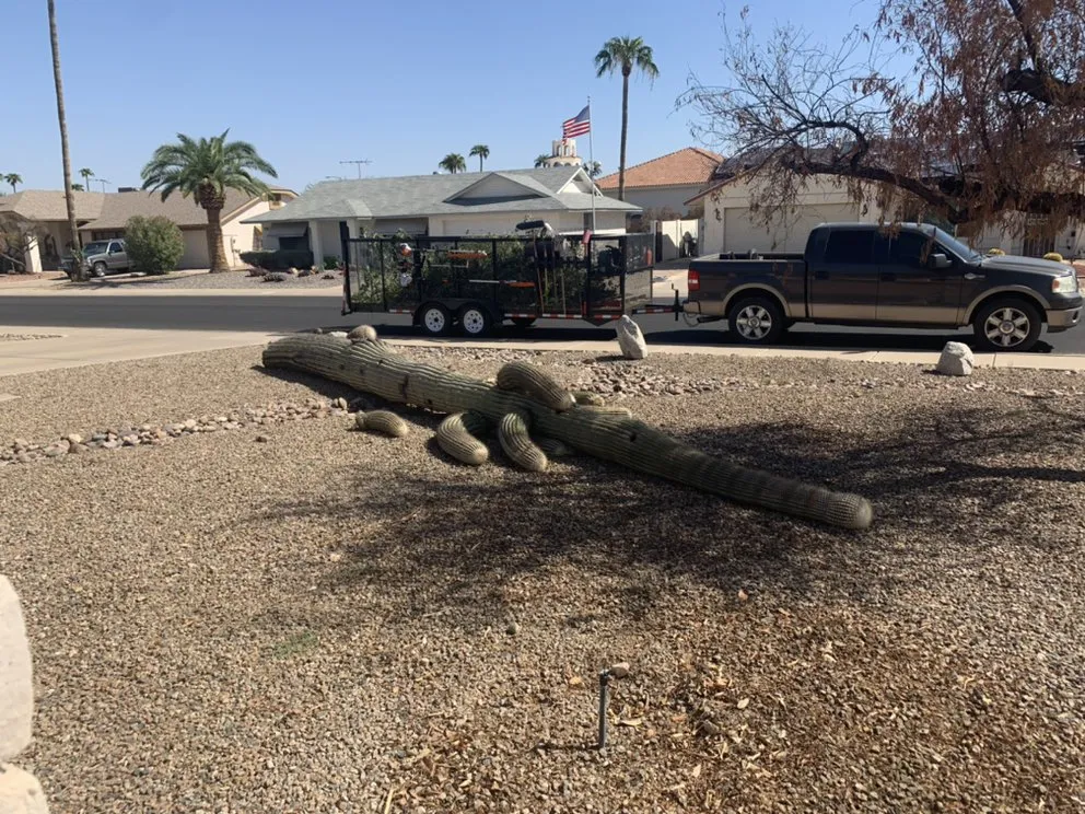 Local residential landscaping in Peoria, AZ - Desert Dreamco