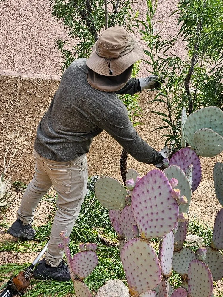 Top-rated landscape installation experts serving Tucson, AZ - Desert Edge Landscaping