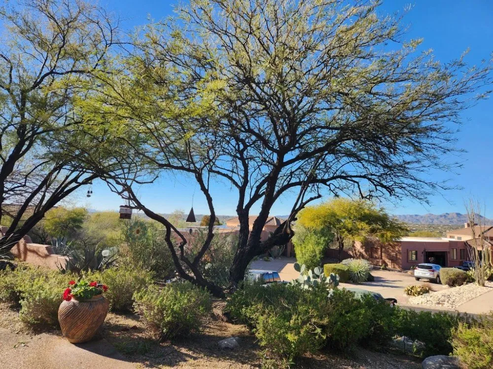 Professional landscaping services in Tucson, AZ by Desert Edge Landscaping