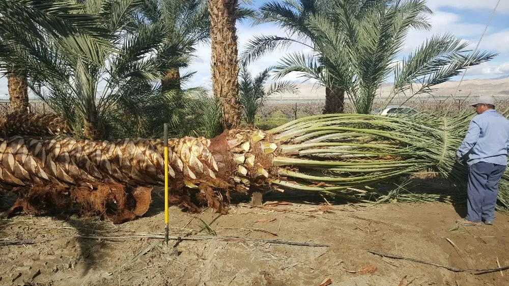 Local landscape installation in Thermal, CA by Desert Empire Palms