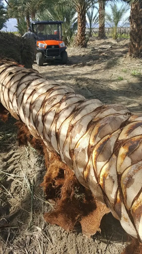 Expert yard maintenance experts serving Thermal, CA - Desert Empire Palms