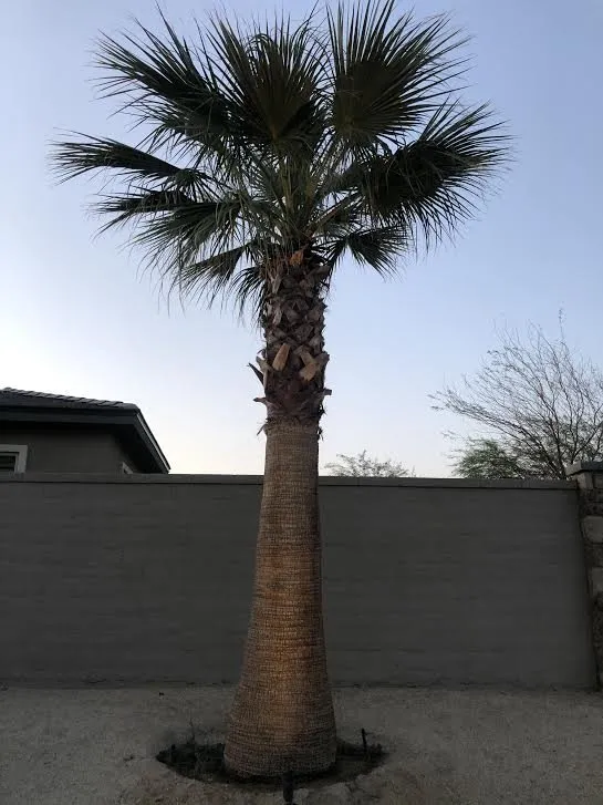Local garden landscaping for residential properties in Thermal, CA by Desert Empire Palms