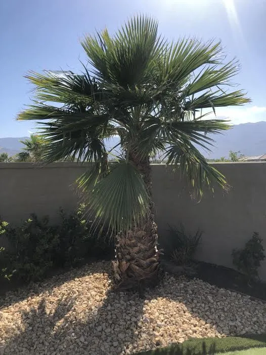 Custom landscaping services near you across Thermal, CA - Desert Empire Palms