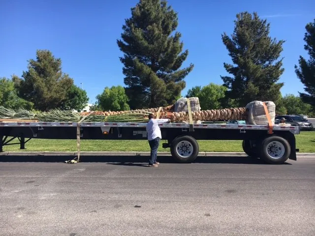 Professional outdoor landscaping in Thermal, CA by Desert Empire Palms