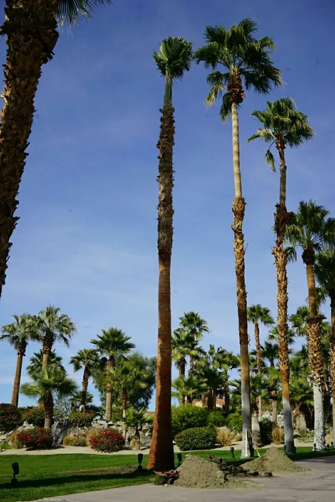 Affordable outdoor landscaping experts serving Thermal, CA - Desert Empire Palms