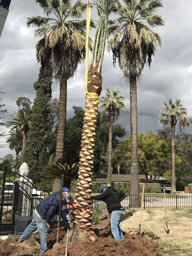 Custom lawn care service in Thermal, CA - Desert Empire Palms