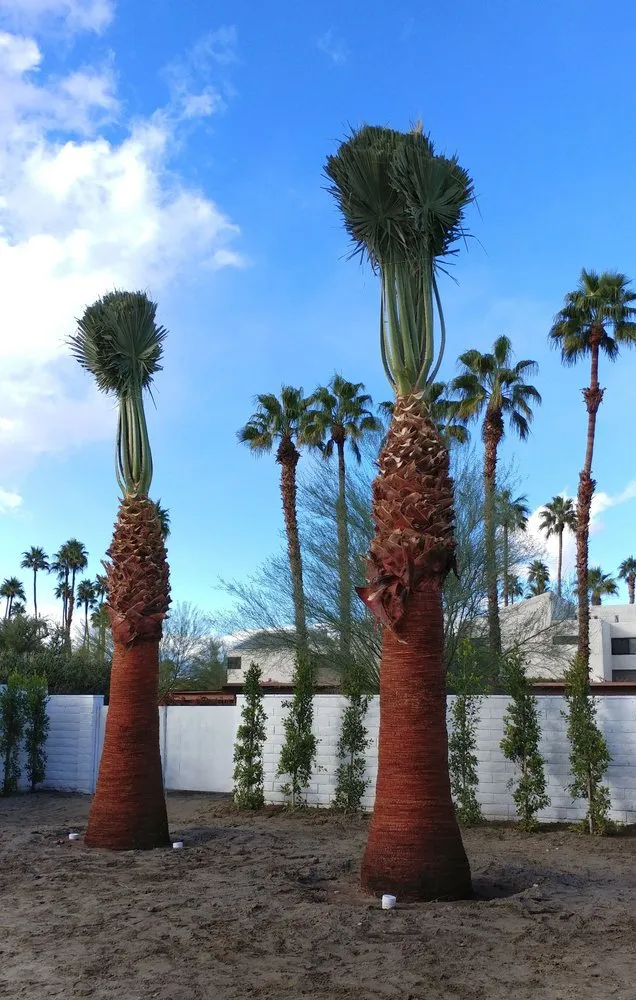 Trusted landscape design experts serving Thermal, CA - Desert Empire Palms