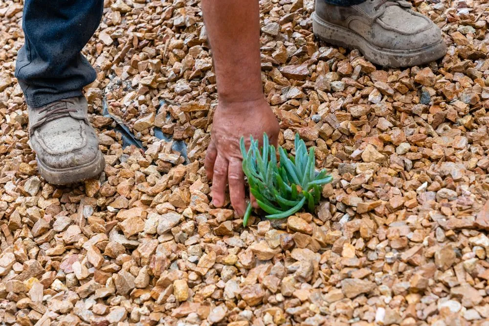 Local yard maintenance for residential properties in Albuquerque, NM by Desert Gardens Outdoor Services