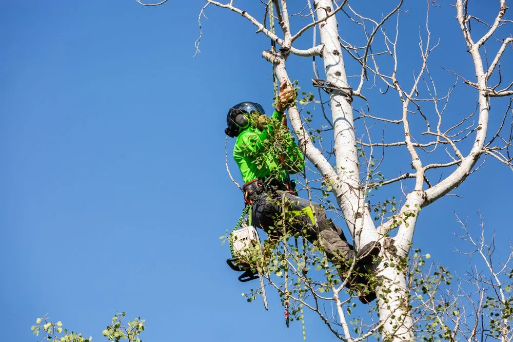 Professional garden landscaping experts serving Albuquerque, NM - Desert Gardens Outdoor Services