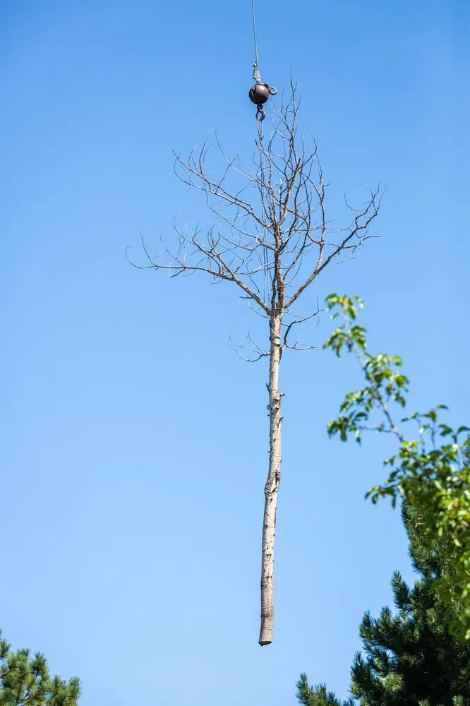 Custom lawn mowing service with custom design across Albuquerque, NM - Desert Gardens Outdoor Services